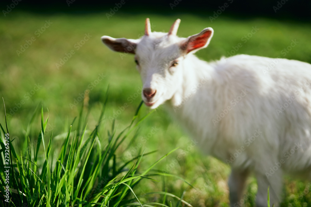 white goat on a meadow