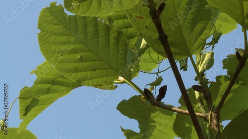 Extreme close-up, low-angle still shot of a lush green young teak plant with a climber on a calm blue sky at a forest reserve, Taungoo, Myanmar photo