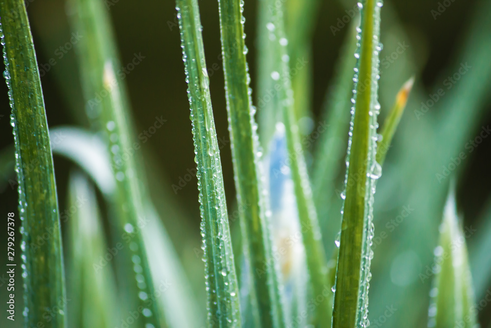 Fototapeta premium water drops on green grass