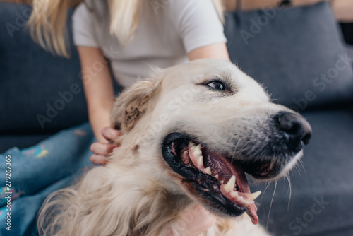 Cropped view of woman stroking golden retriever dog