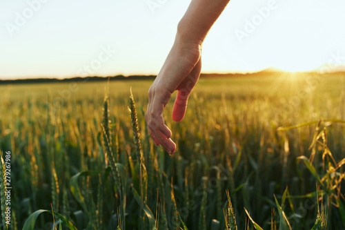 woman in field of wheat © SHOTPRIME STUDIO