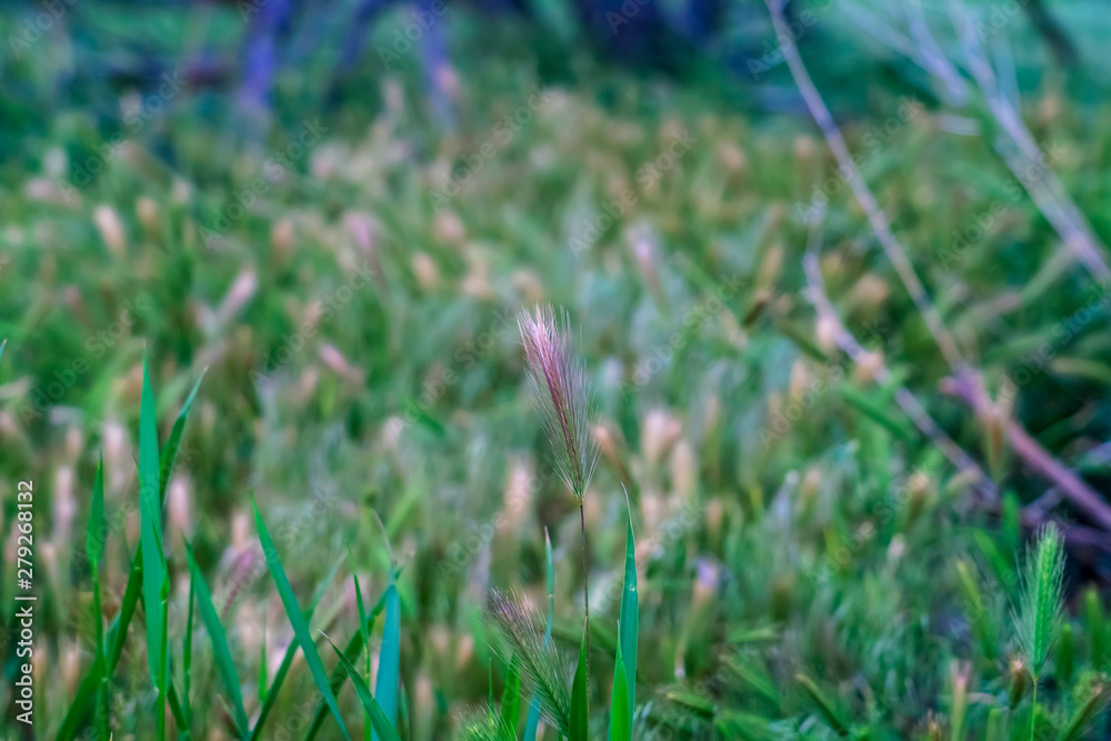 Close up view of vivid green grasses growing abundantly in the wilderness Close up view of vivid green grasses growing abundantly in the wilderness