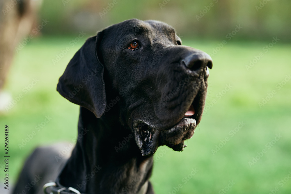 portrait of a dog