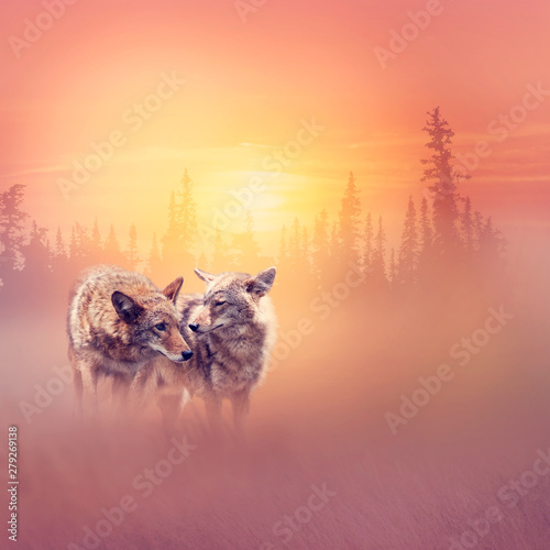 Two coyotes in the woods at sunset