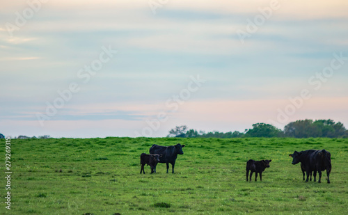 Fototapeta Naklejka Na Ścianę i Meble -  Angus cattle on lush green pasture at twilight