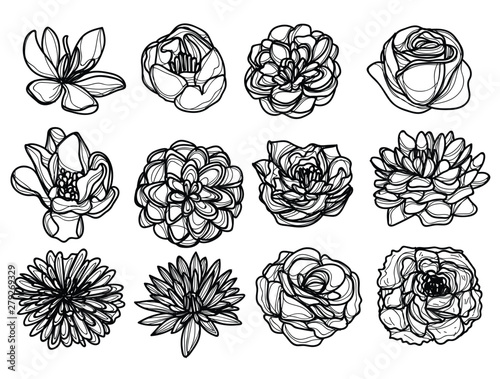 flowers hand drawing and sketch black and white