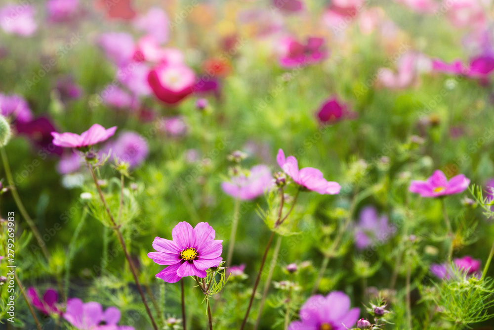 Wild flowers including garden cosmos grow together in a field; beautiful mixture of purple, red, orange and yellow flowers with out of focus background