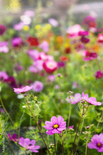 Wild flowers including garden cosmos grow together in a field; beautiful mixture of purple, red, orange and yellow flowers with out of focus background