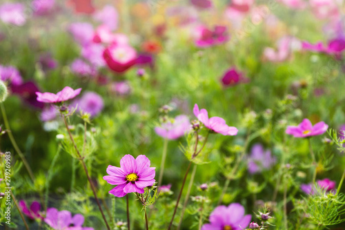 Wild flowers including garden cosmos grow together in a field; beautiful mixture of purple, red, orange and yellow flowers with out of focus background