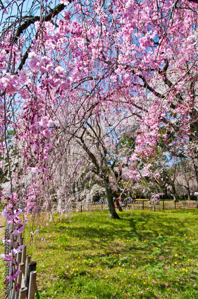 Scientific name is Cerasus itosakura (Sieb.) Masam. & Suzuki f. itosakura. Scientific name is Cerasus itosakura (Sieb.) Masam. & Suzuki f. itosakura.