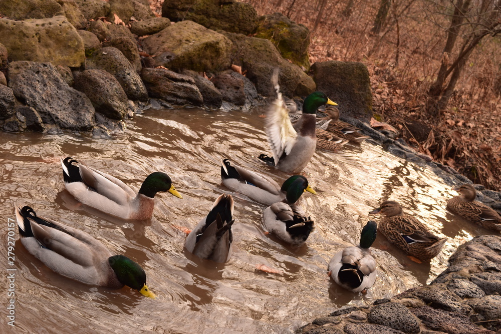 Obraz premium duck bathing