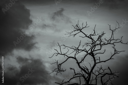 Silhouette dead tree on dark dramatic sky background for scary or death. Leafless tree branch. Hopeless  despair sad and lament concept. Scary forest. Dramatic horror night on Halloween day.