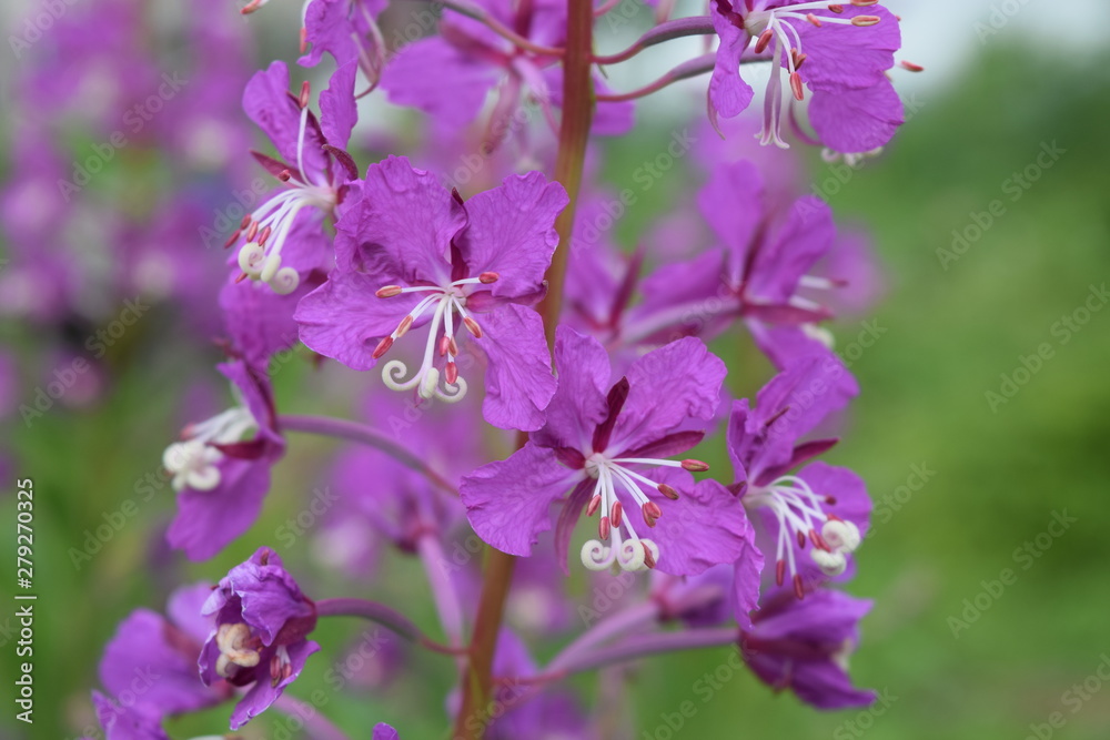Willow-herb