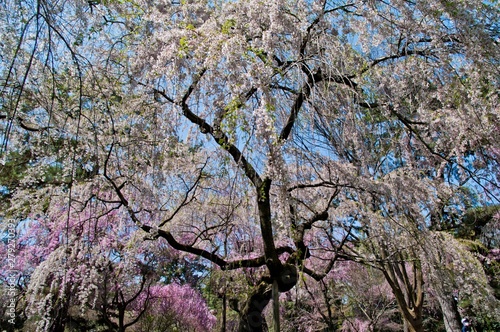 Scientific name is Cerasus itosakura (Sieb.) Masam. & Suzuki f. itosakura.