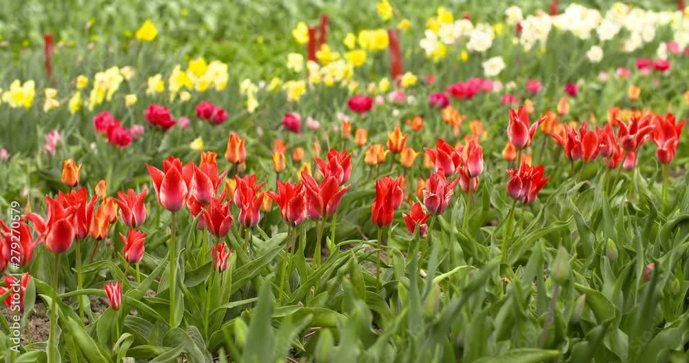 Tulips Plantation in Netherlands Agriculture Tulips Plantation in Netherlands Agriculture