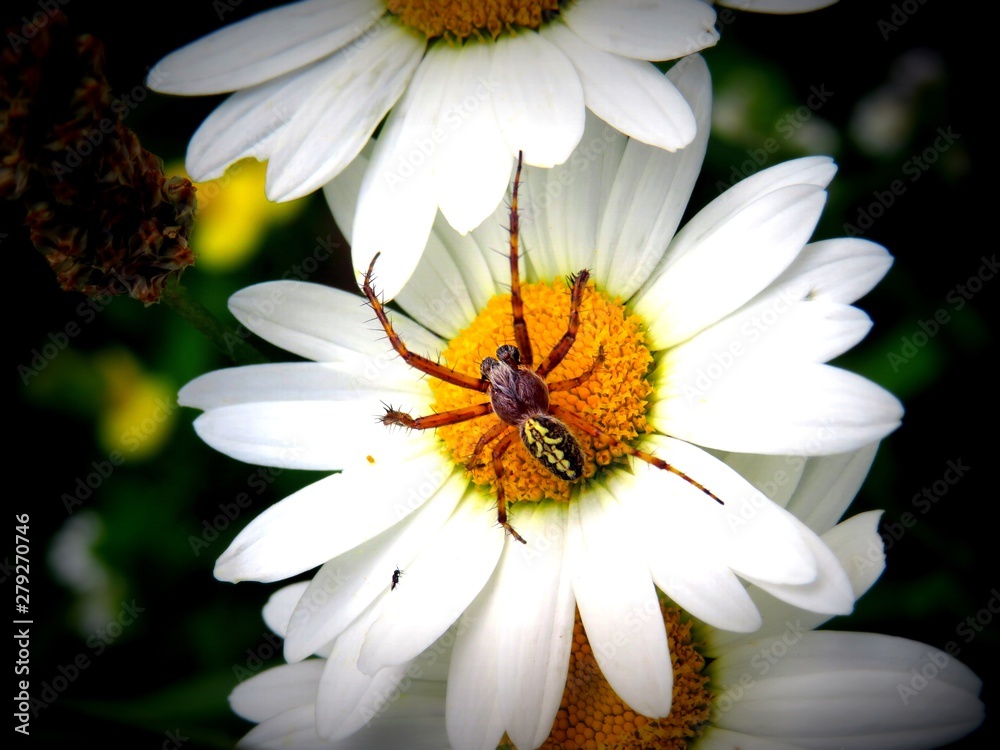 Obraz premium a spider on a flower 
