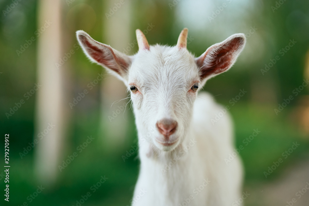 portrait of a goat