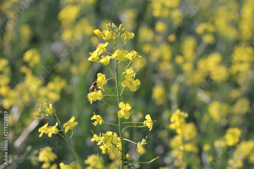 Bee on rape flower. Yellow flowers, meadow, canola crop, bumblebee, closeup. Farming, agriculture concept