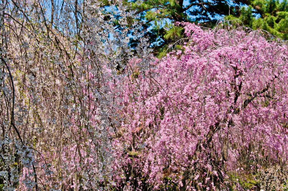 Scientific name is Cerasus itosakura (Sieb.) Masam. & Suzuki f. itosakura. Scientific name is Cerasus itosakura (Sieb.) Masam. & Suzuki f. itosakura.
