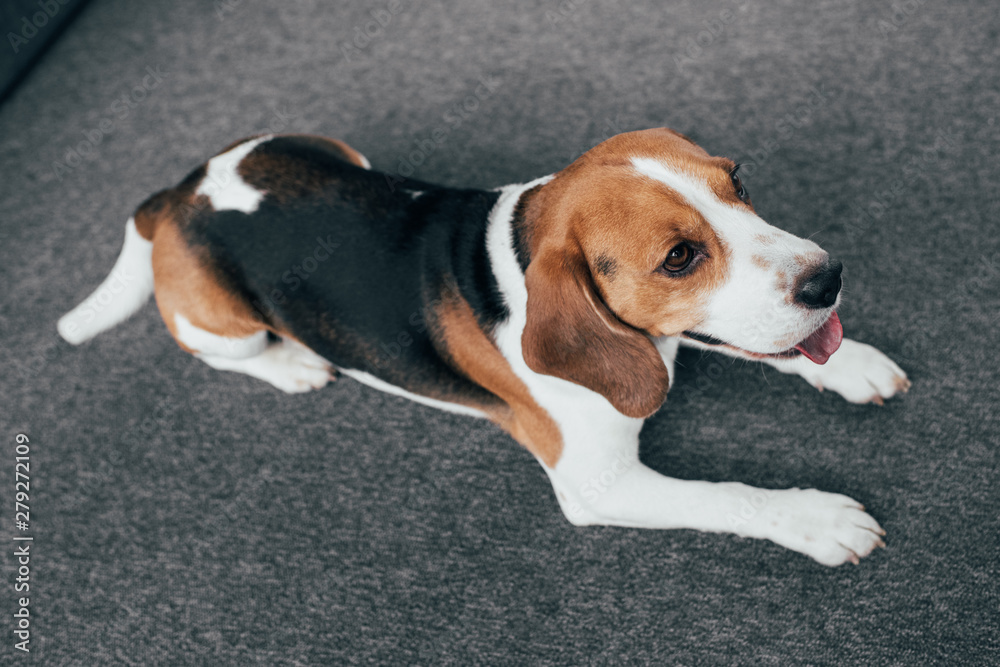 adorable beagle dog sitting on floor with tongue out