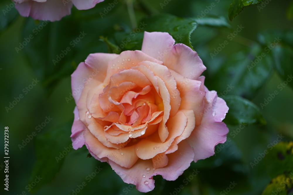 real wild roses attract real fast insects real wild roses attract real fast insects