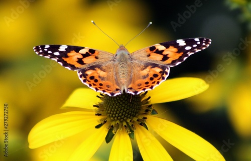 Vanessa cardui butterfly ( Echinacea purpurea )