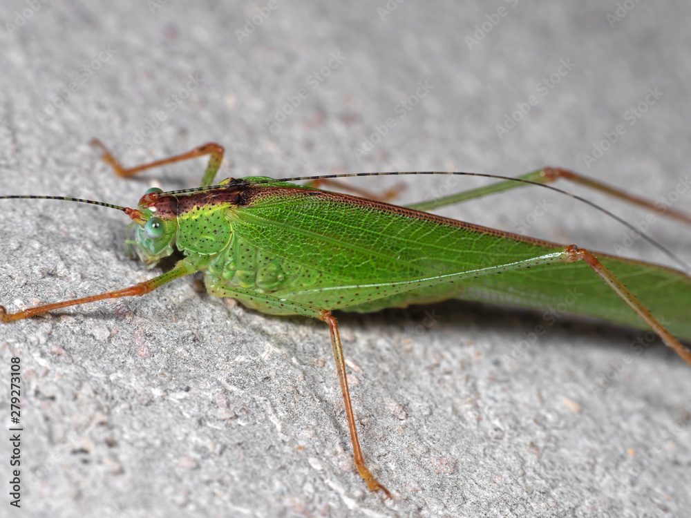 Fototapeta premium Macro Photo of Green Grasshopper on The Floor, Selective Focus