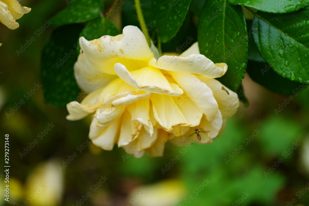 real wild roses attract real fast insects real wild roses attract real fast insects