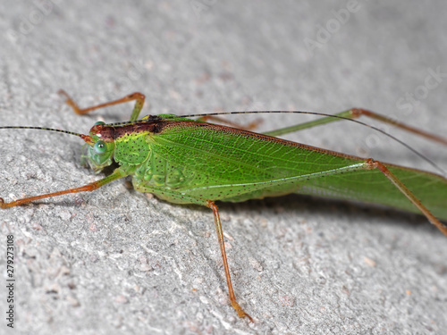 Macro Photo of Green Grasshopper on The Floor, Selective Focus