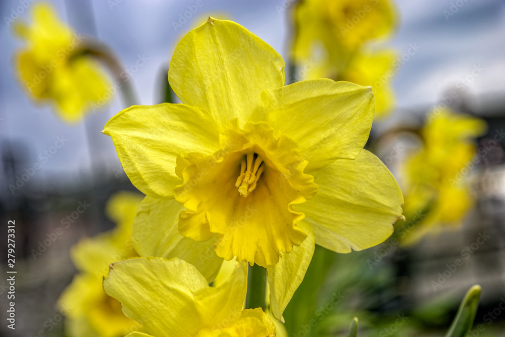 Close-up view of blooming yellow narcissus in flowerbed in springtime.