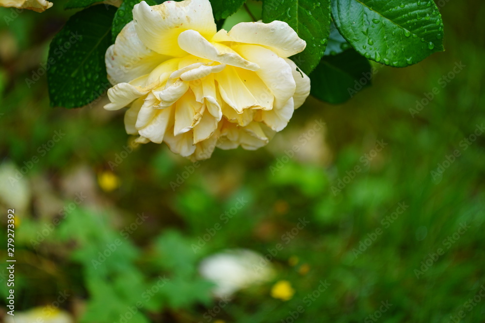 real wild roses attract real fast insects real wild roses attract real fast insects