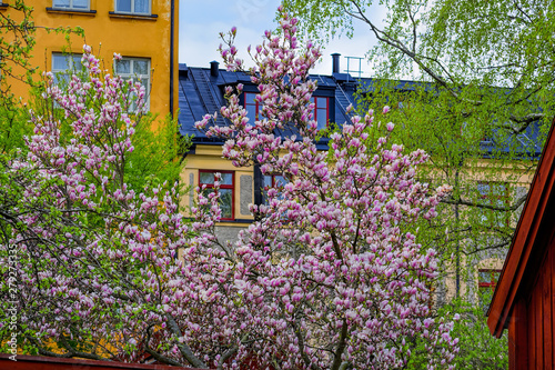 Photography Close-up view to beautiful pink Magnolia flowers on branch of huge old blooming Magnolia tree in early spring