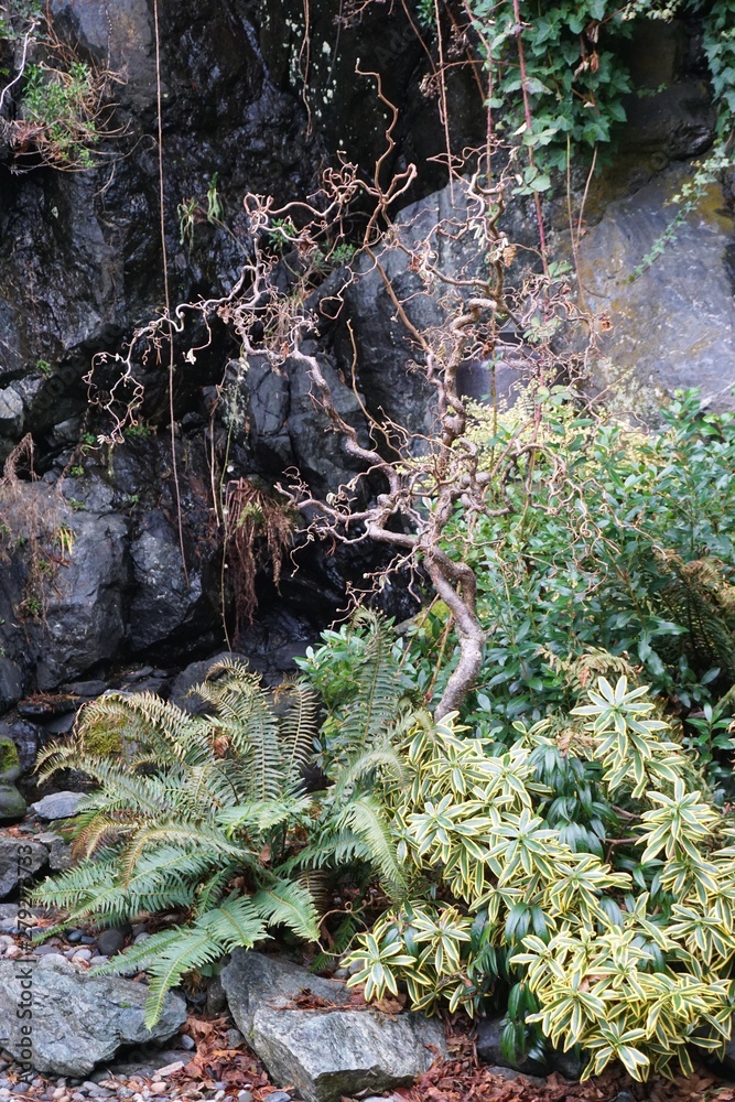 Peaceful rock garden with fern, vines and gnarly green tree Peaceful rock garden with fern, vines and gnarly green tree