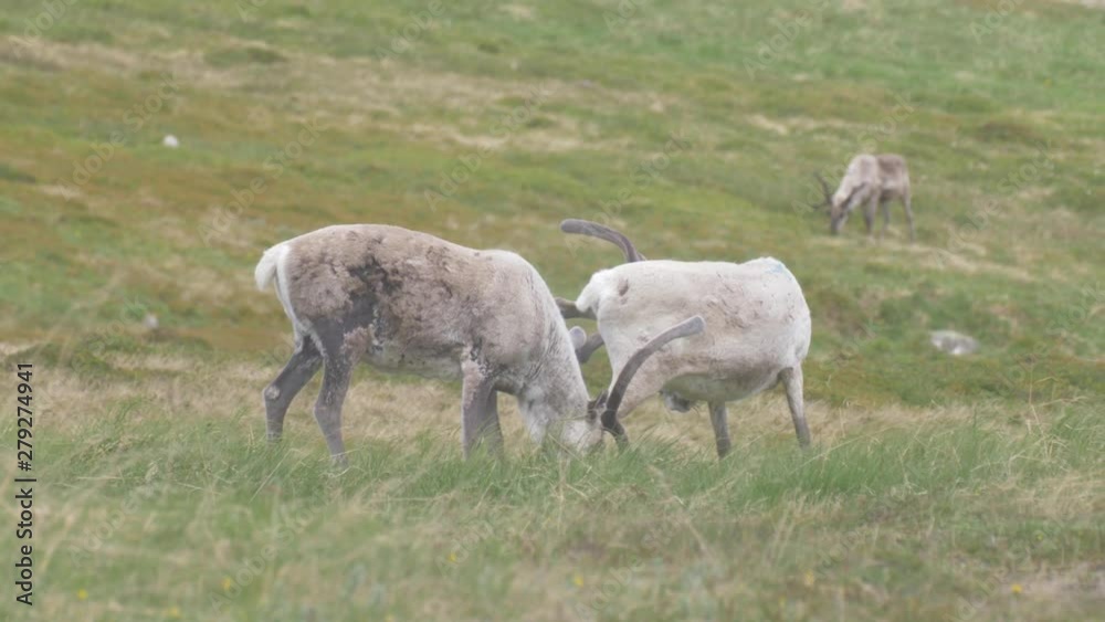 Reindeer grazing in Norway Reindeer grazing, Arctic, Norway