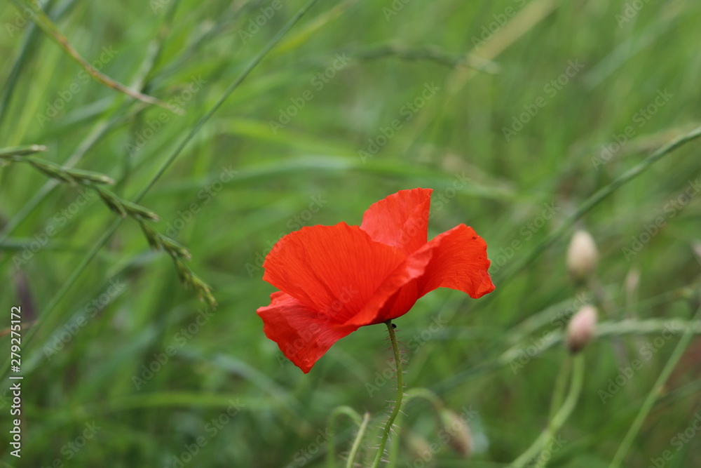 A bright red poppy against a dark Yorkshire background. A bright red poppy against a dark Yorkshire background.