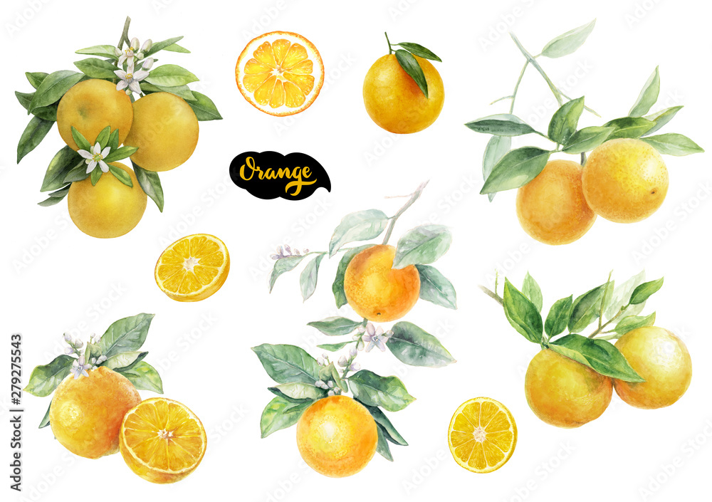 Orange fruits watercolor set hand draw illustration. - obrazy, fototapety, plakaty 