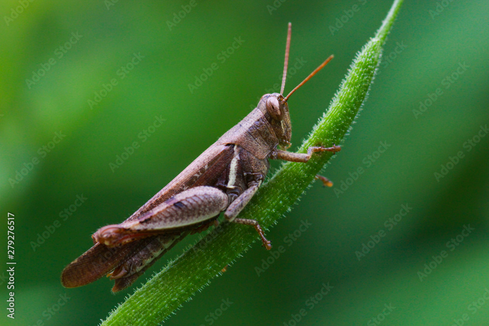 grasshopper on leaf grasshopper on leaf