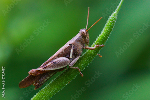 grasshopper on leaf © KALFAN