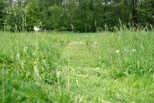 Fototapeta Naklejka Na Ścianę i Meble -  Cut out path in tall grass towards forest.