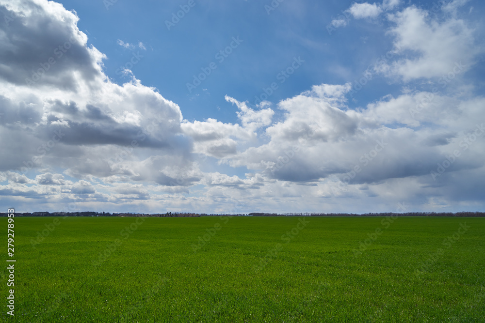 Image of a field of young wheat. Image of a field of young wheat.