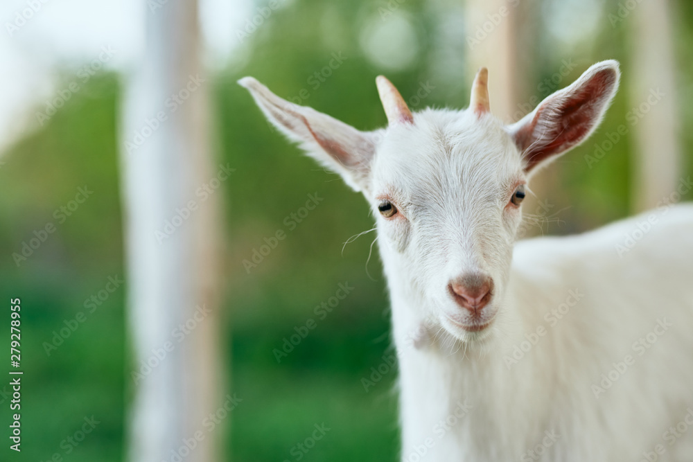 portrait of a goat