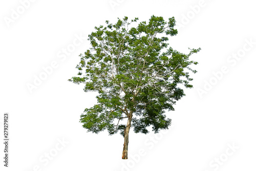 Dicut of the tree isolate on white background.