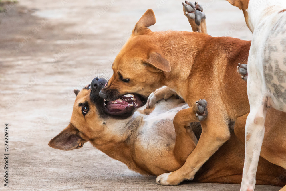 Thai street dogs fighting