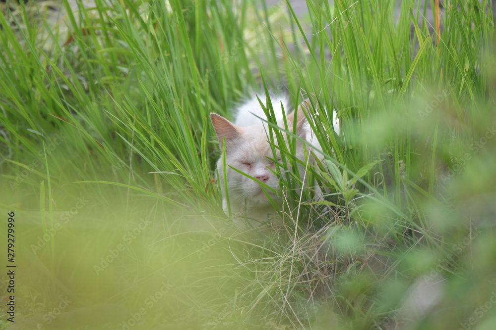 Obraz premium 白猫