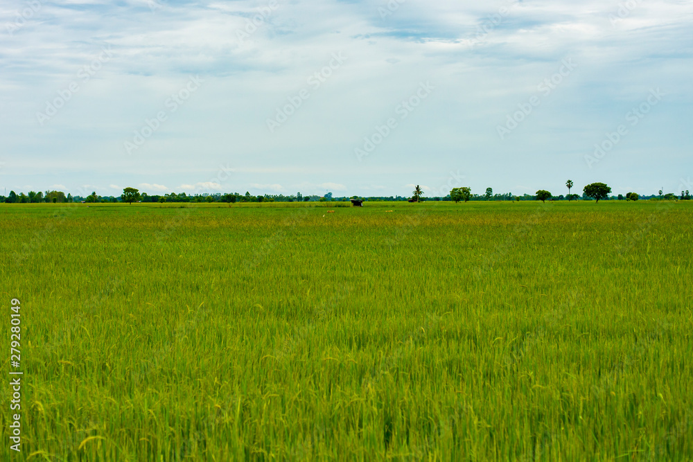 Beautiful green rice fields and blue sky and white clouds background.