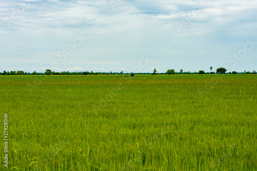 Beautiful green rice fields and blue sky and white clouds background.