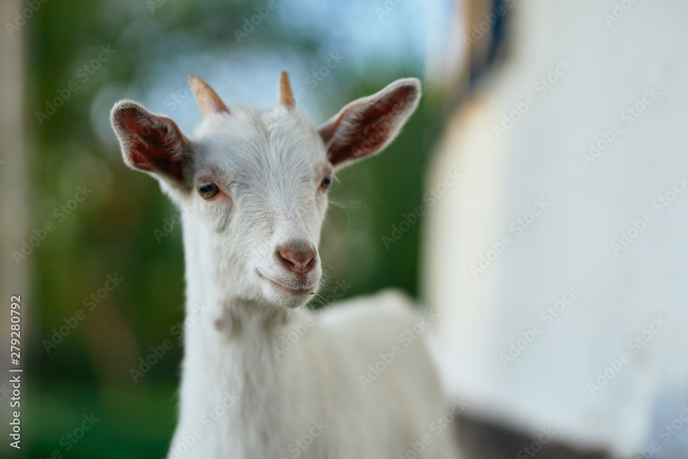 goat in the farm goat in the farm