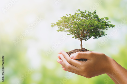 hand holdig big tree growing on green background. eco earth day concept