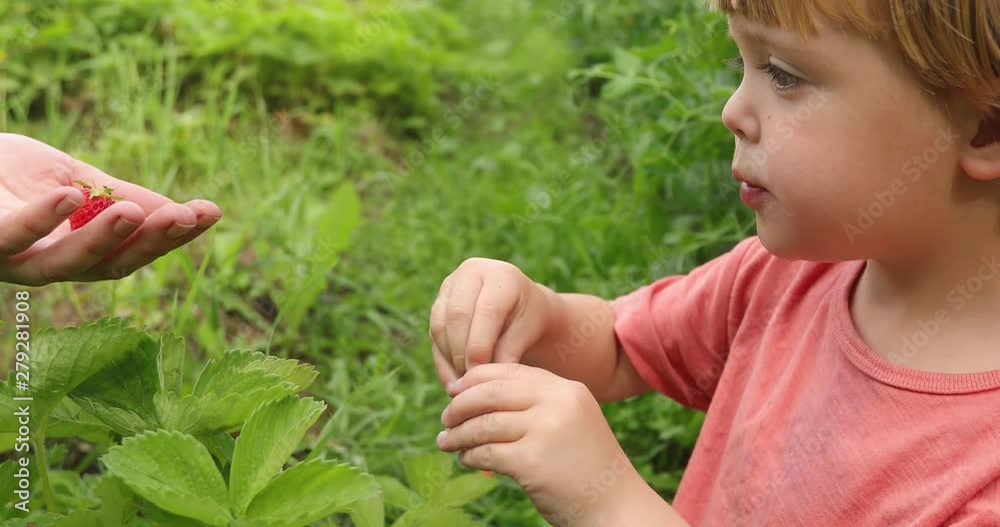 Side view of adorable blond boy in casual t-shirt enjoying fresh strawberry in green garden with parent Side view of adorable blond boy in casual t-shirt enjoying fresh strawberry in green garden with parent