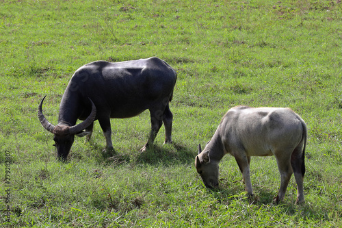 Water buffalo eating grass on meadow nature